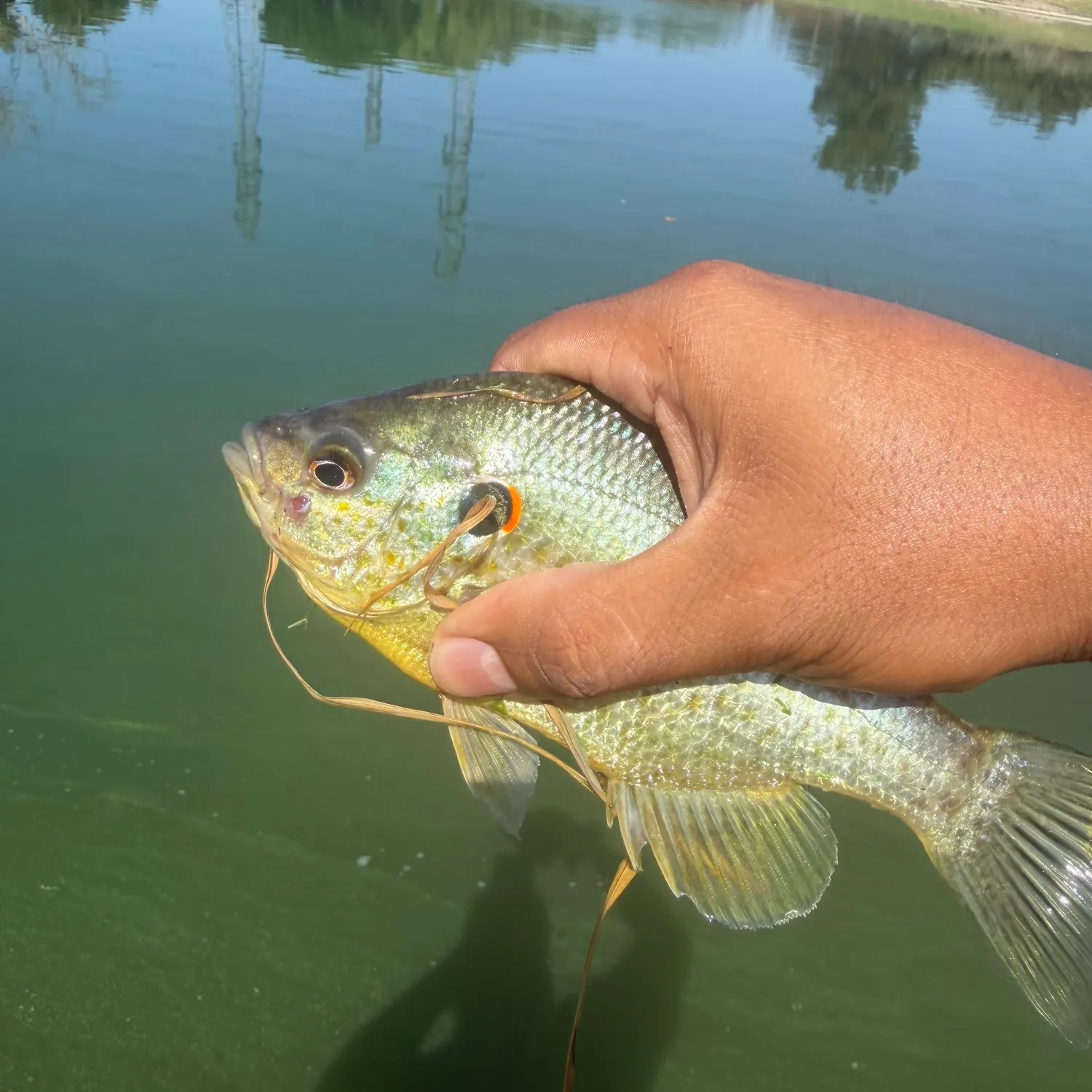Redear sunfish caught on Fishbrain