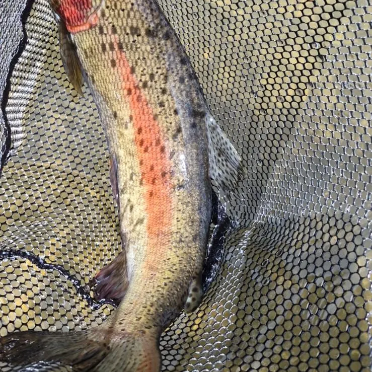 Rainbow trout caught on Fishbrain