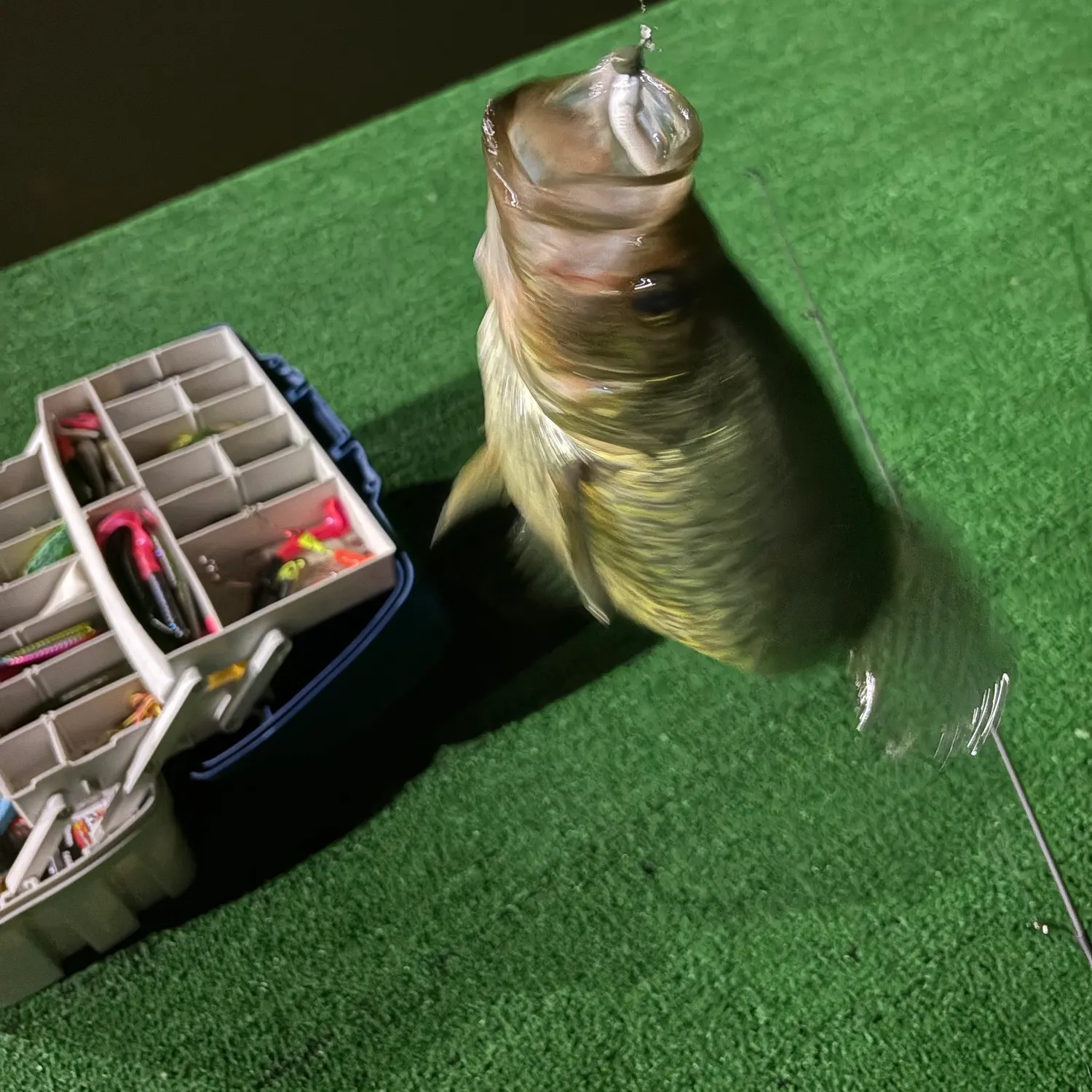 Black crappie caught on Fishbrain