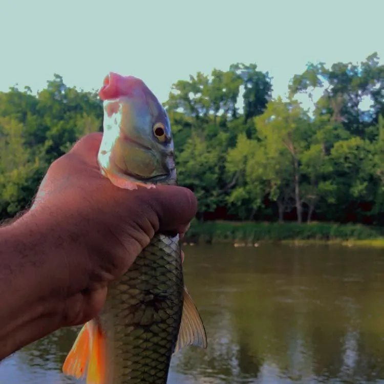 The most recent Golden redhorse catches on Fishbrain