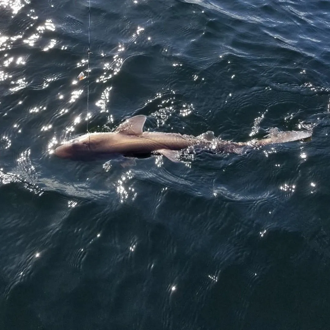 Pacific spiny dogfish caught on Fishbrain
