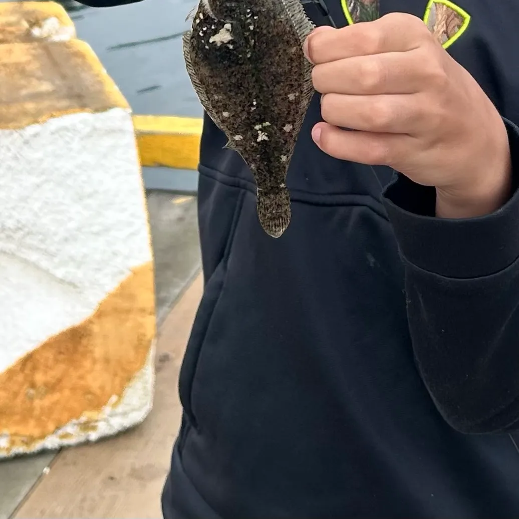 The most recent Stone Flounder catches on Fishbrain