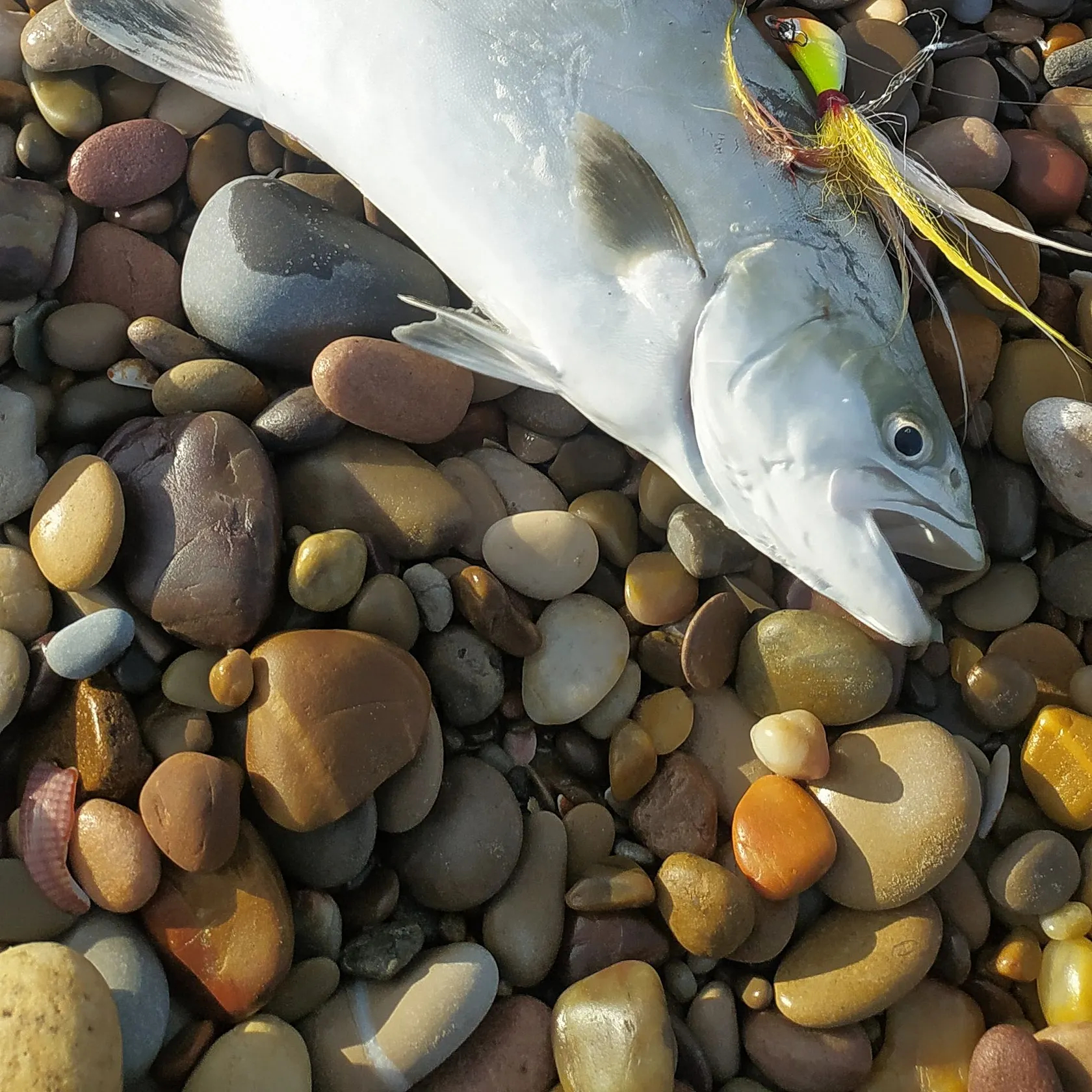 Leerfish caught on Fishbrain