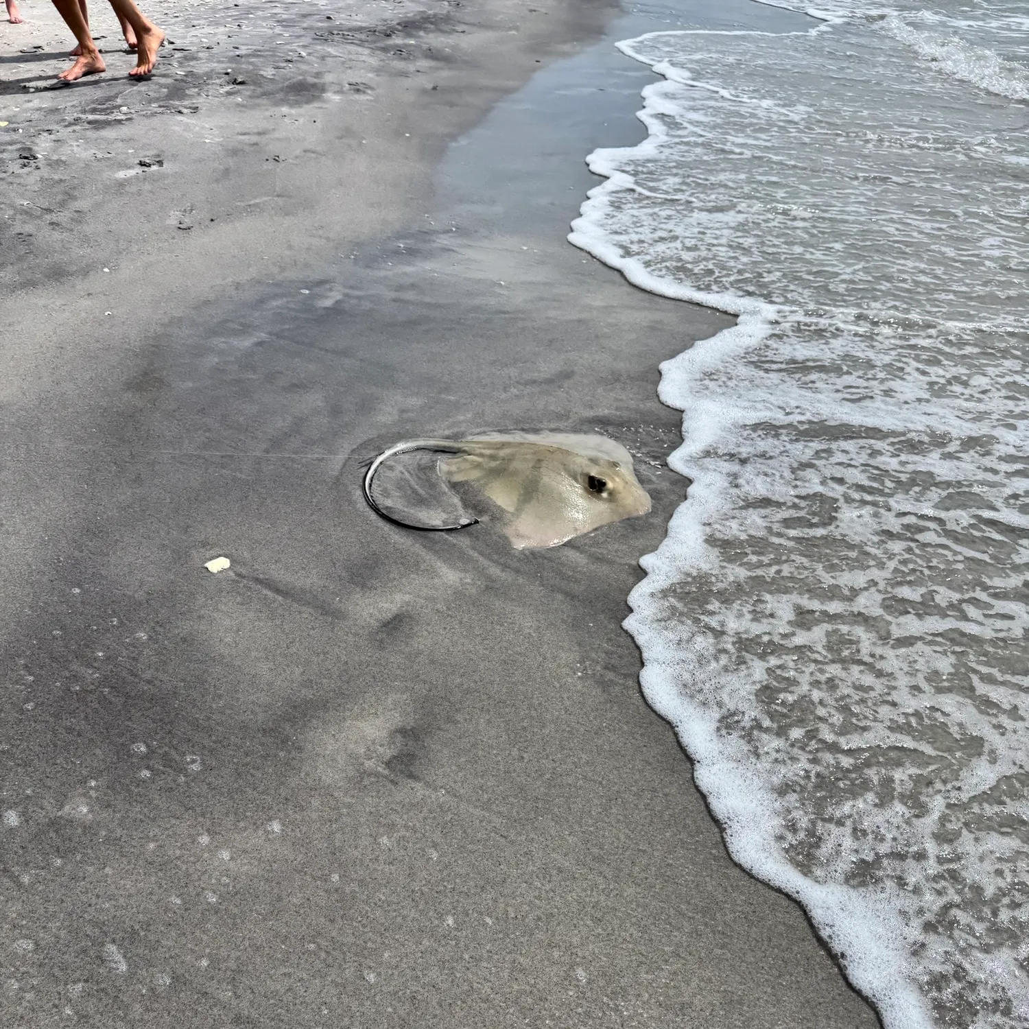 The most recent Atlantic stingray catches on Fishbrain