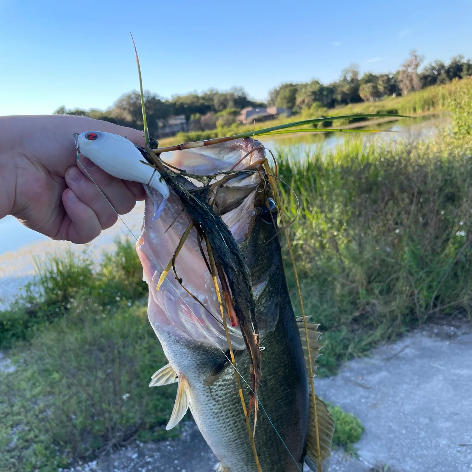 Largemouth bass caught on Fishbrain