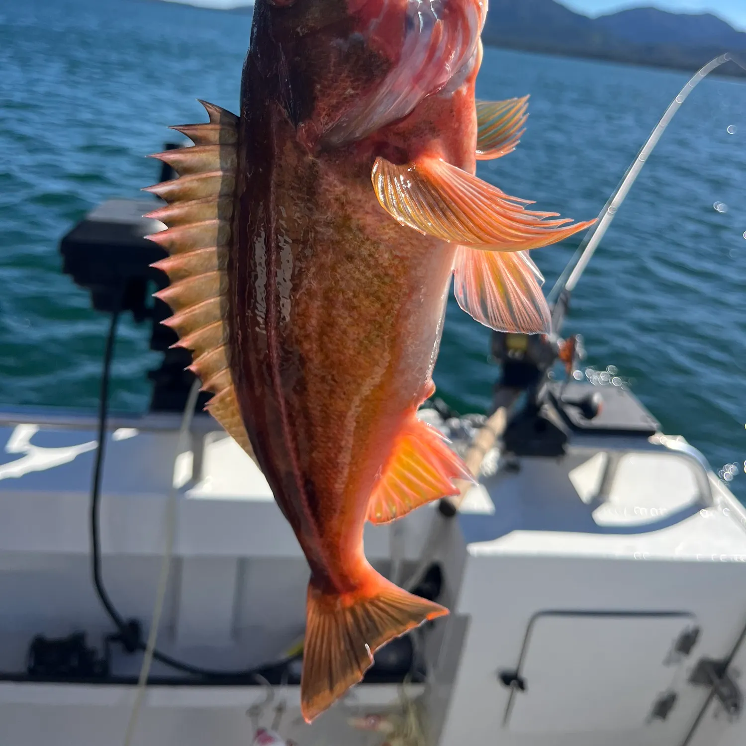 The most recent Redstripe rockfish catches on Fishbrain