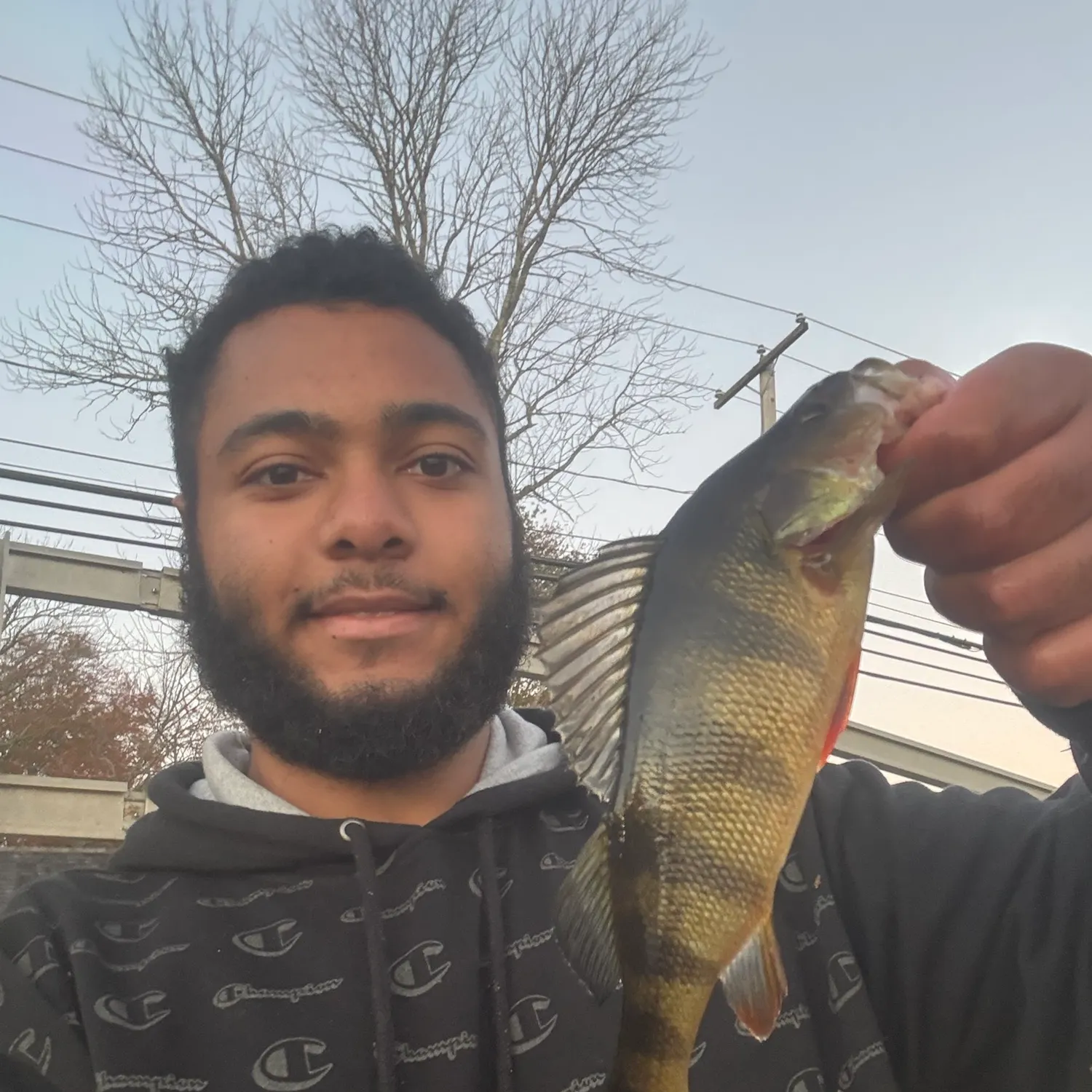 Yellow perch caught on Fishbrain