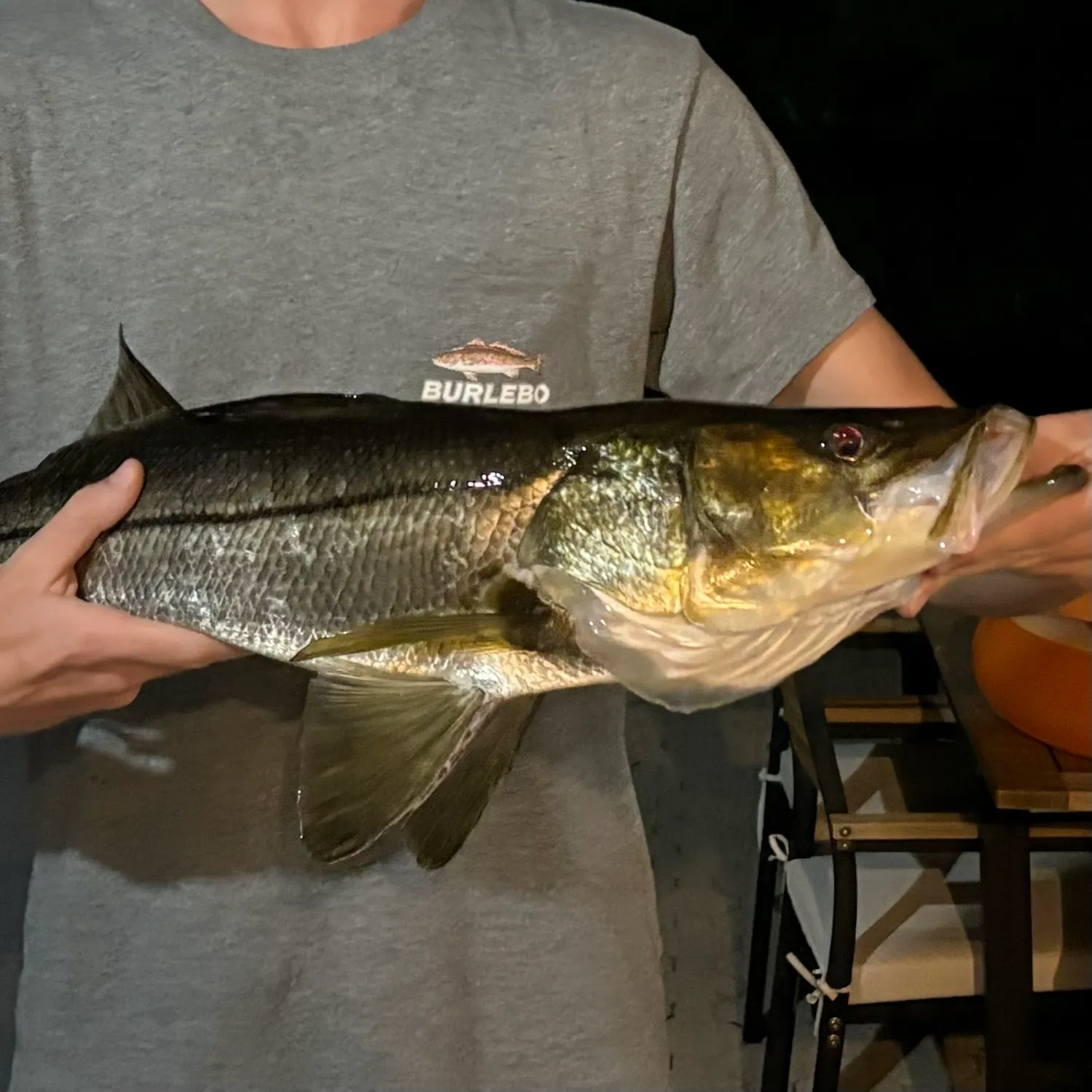 Common snook caught on Fishbrain