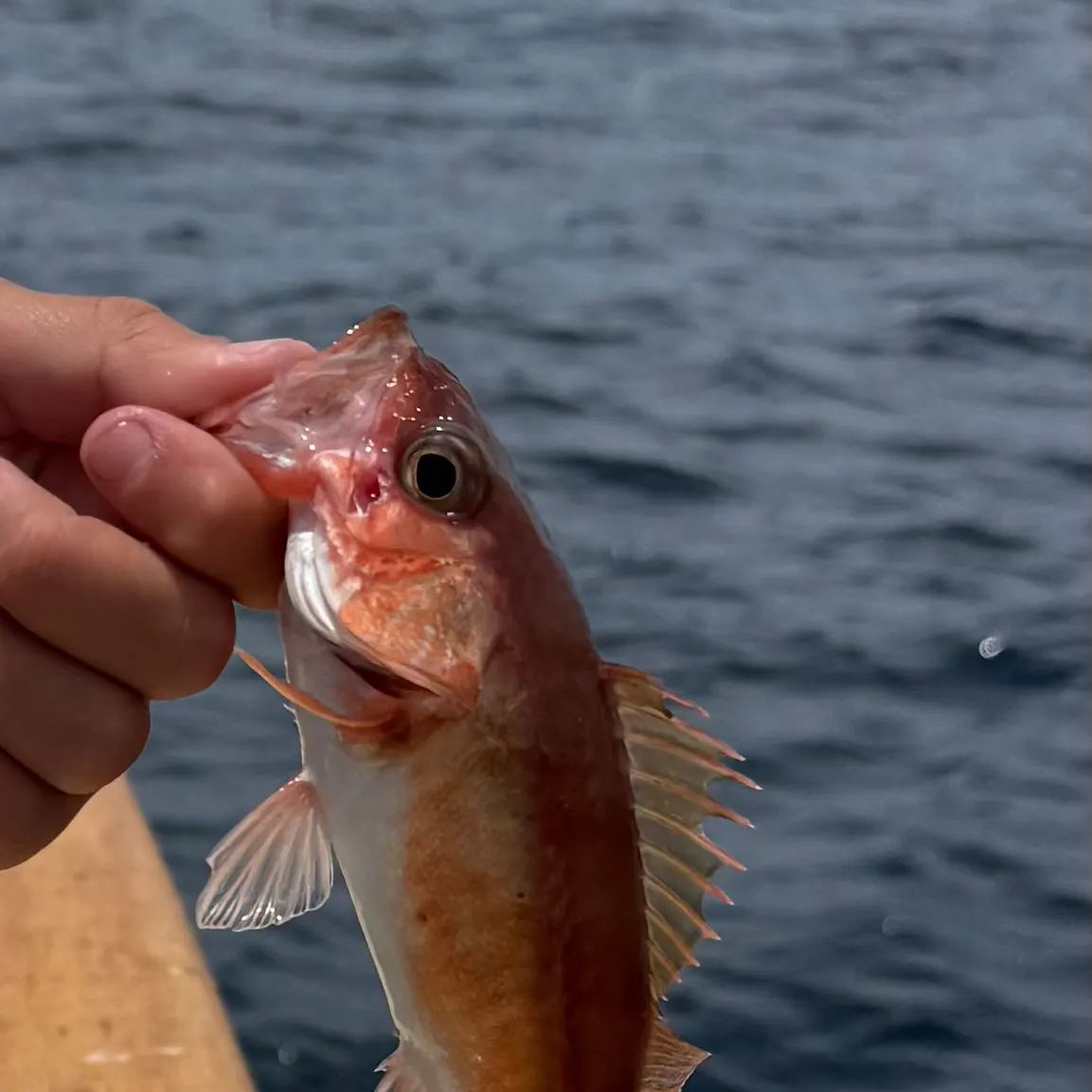 The most recent Redstripe rockfish catches on Fishbrain
