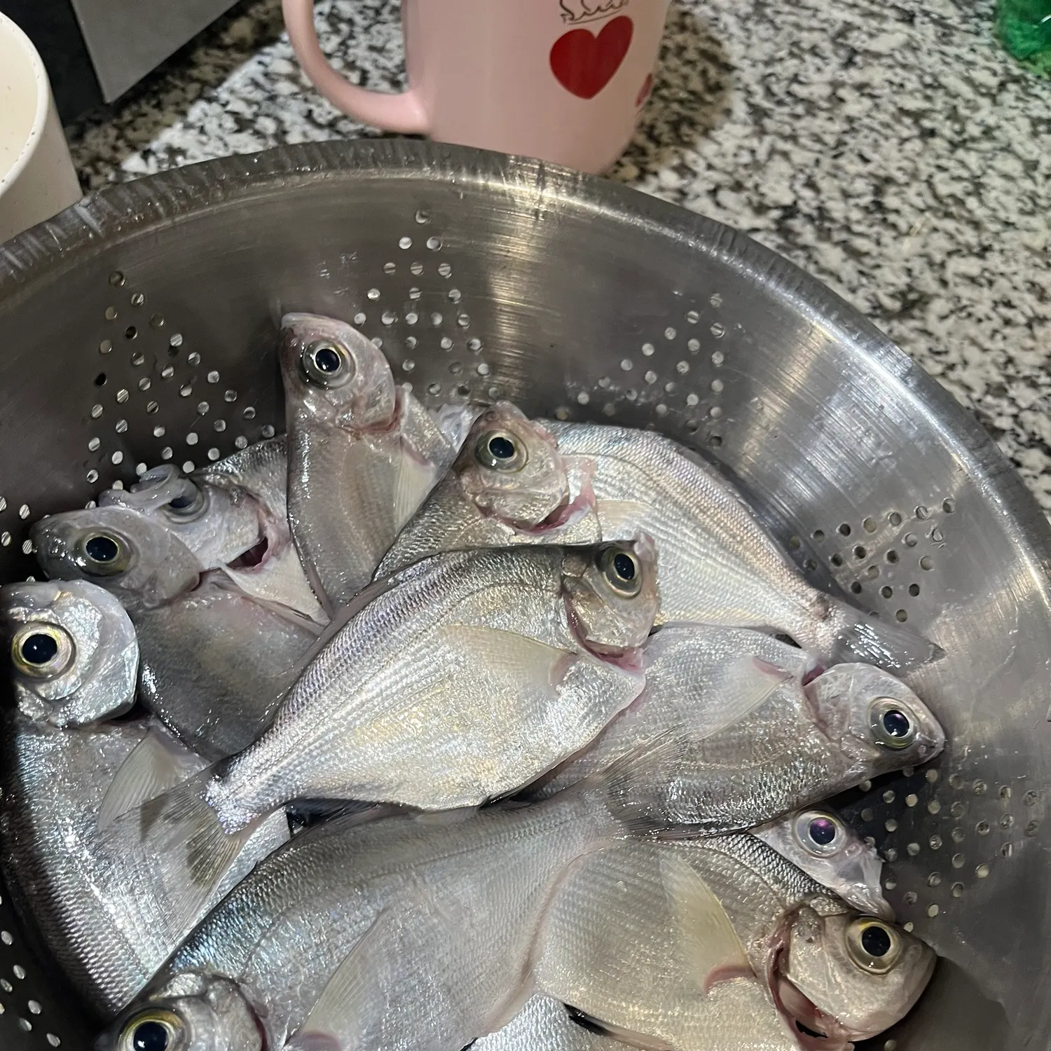 The most recent Walleye surfperch catches on Fishbrain