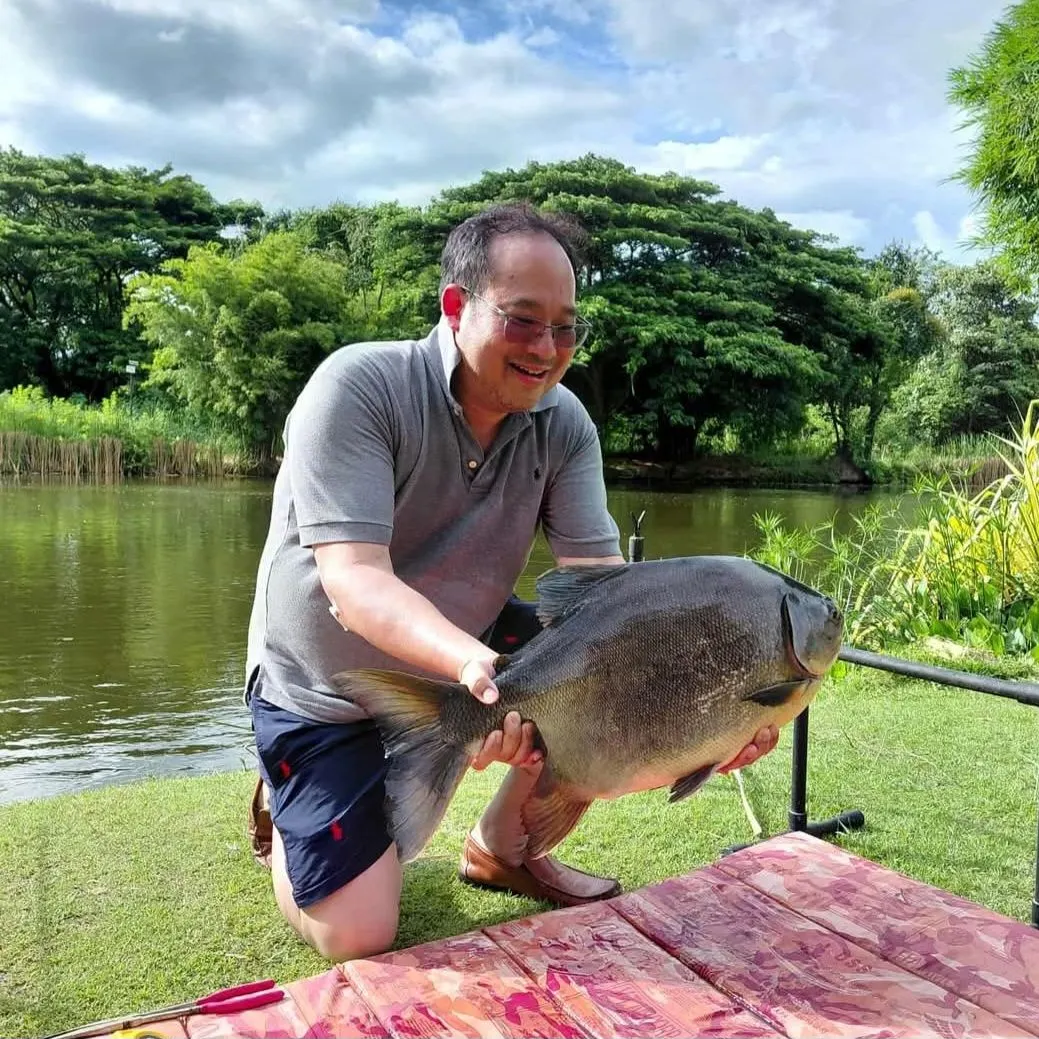 The most recent Black pacu catches on Fishbrain