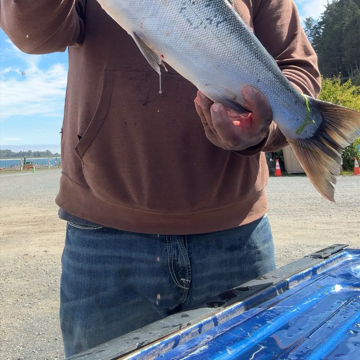 Chinook salmon caught on Fishbrain