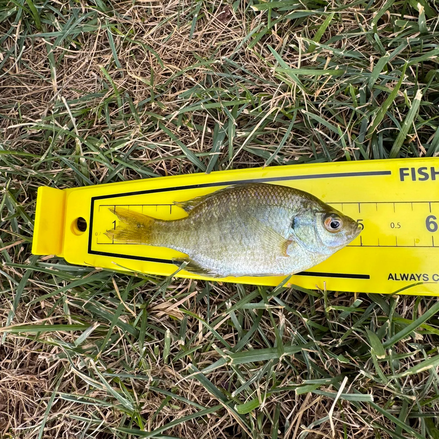 Bluegill caught on Fishbrain