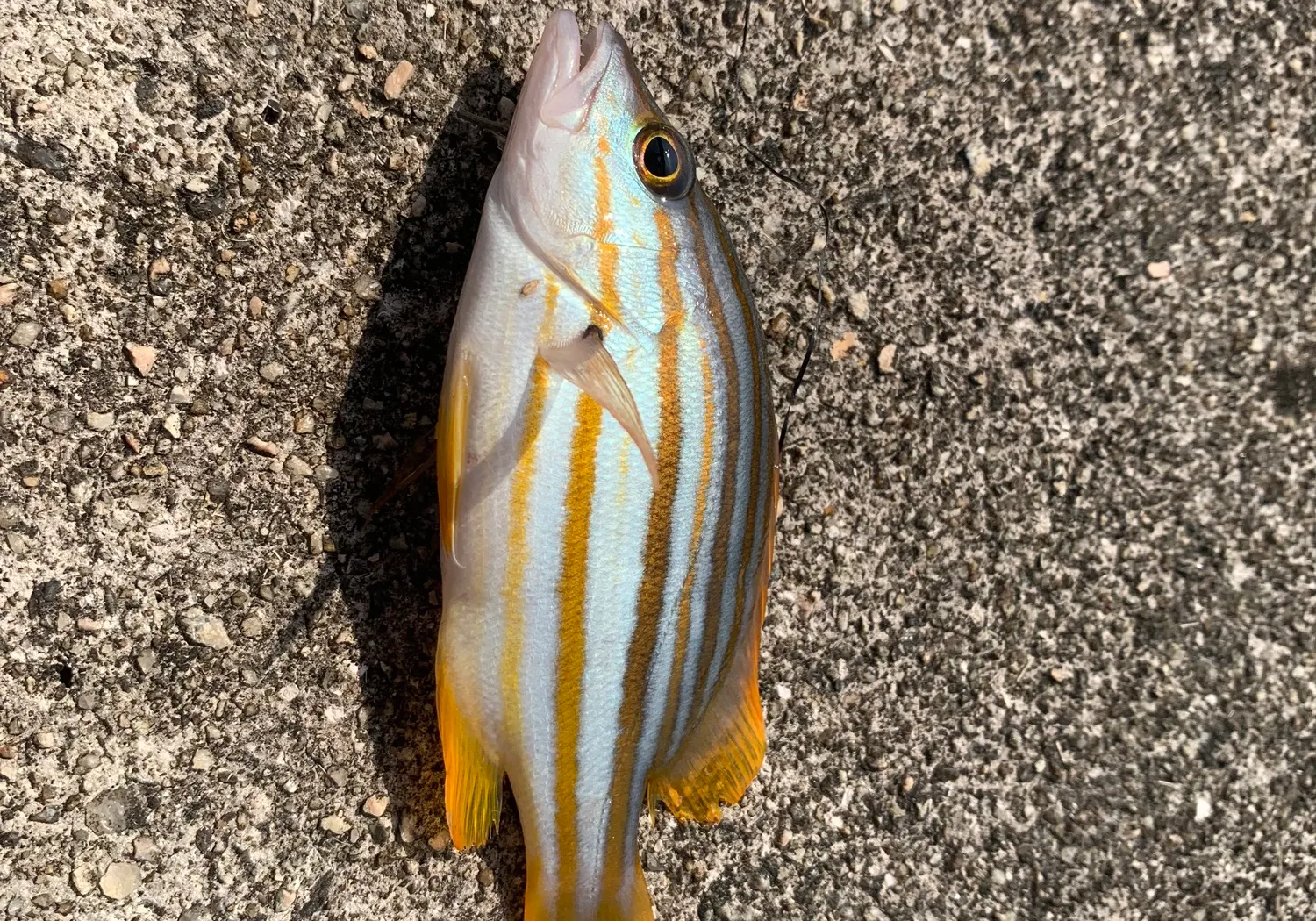 Spanish flag snapper