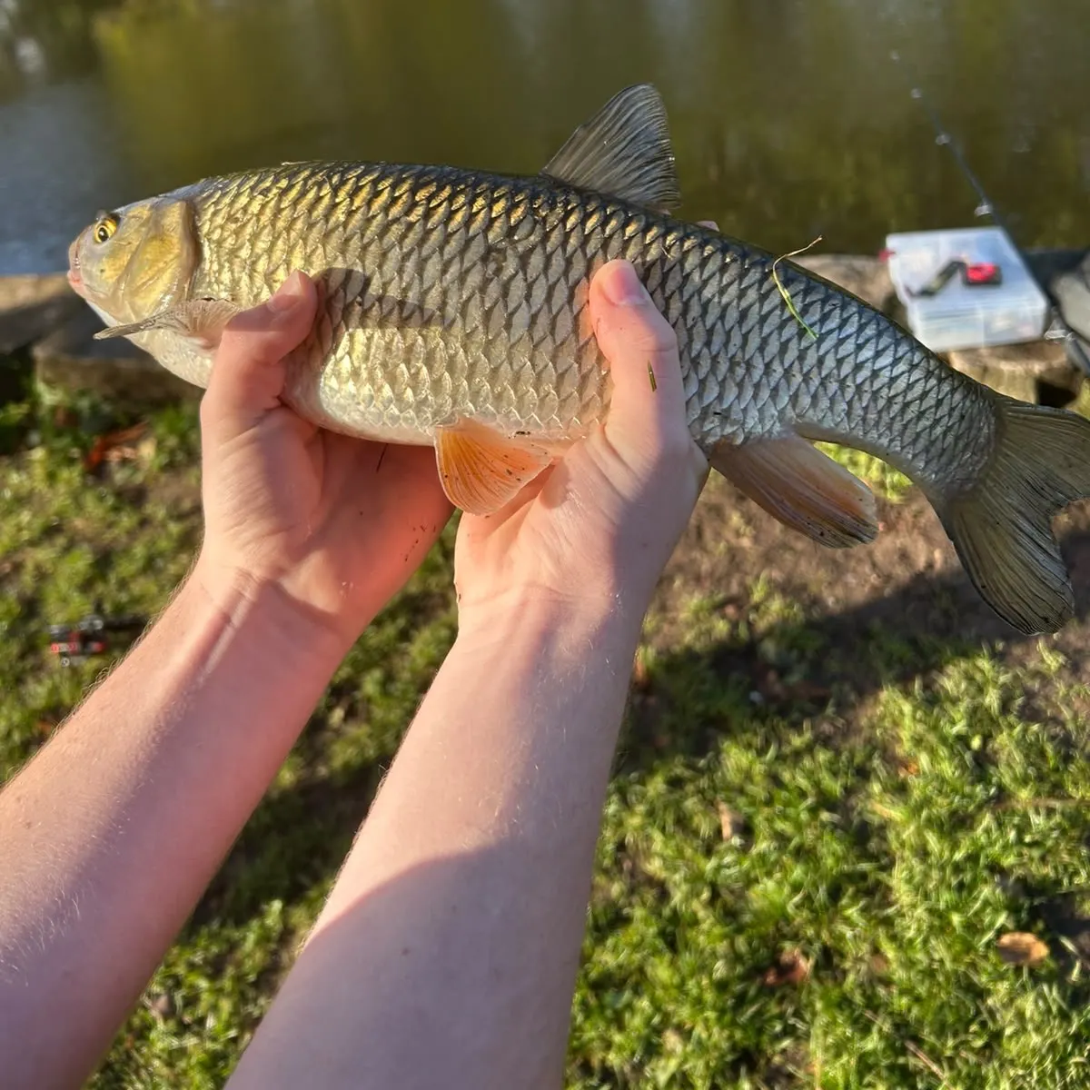 European chub caught on Fishbrain