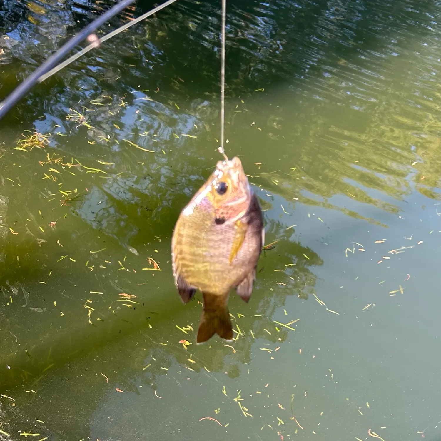 Bluegill caught on Fishbrain