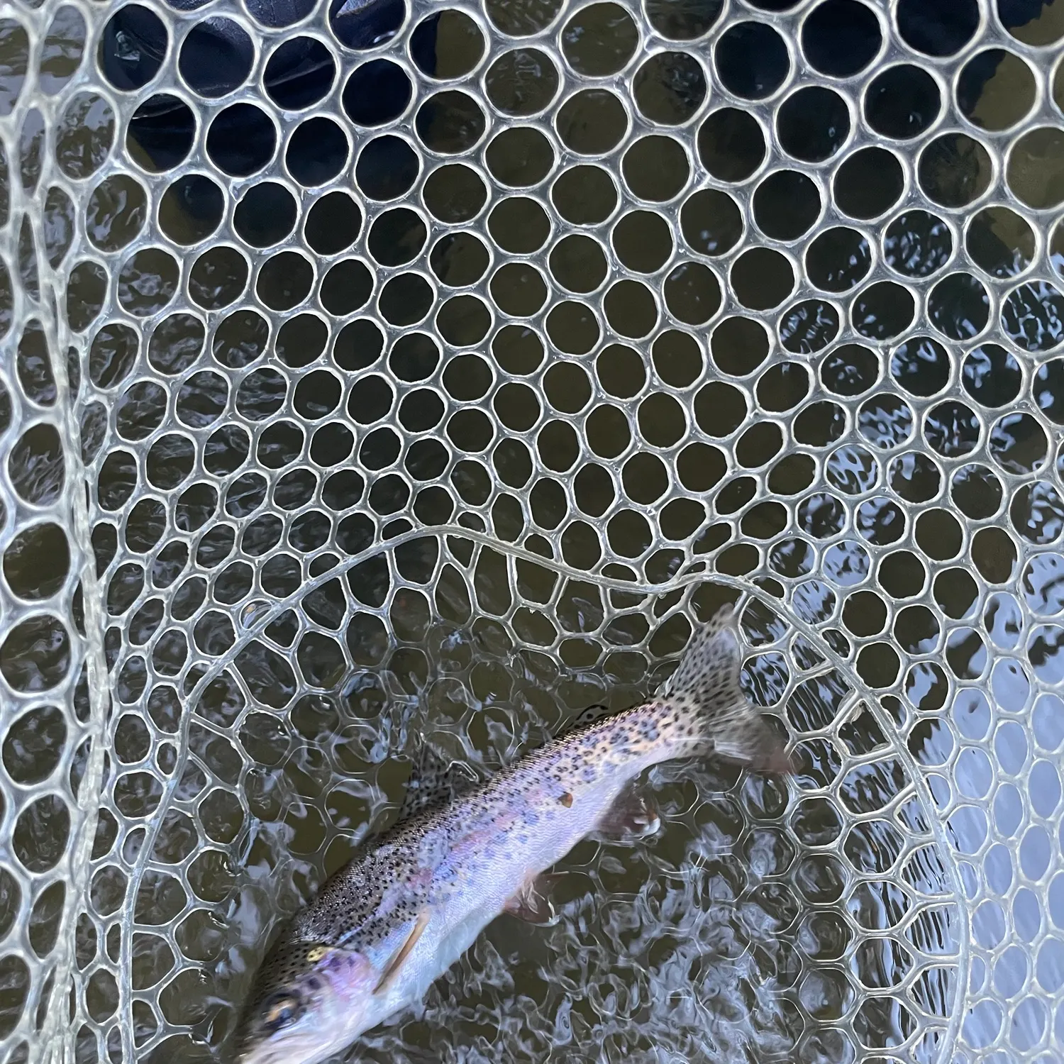 Rainbow trout caught on Fishbrain