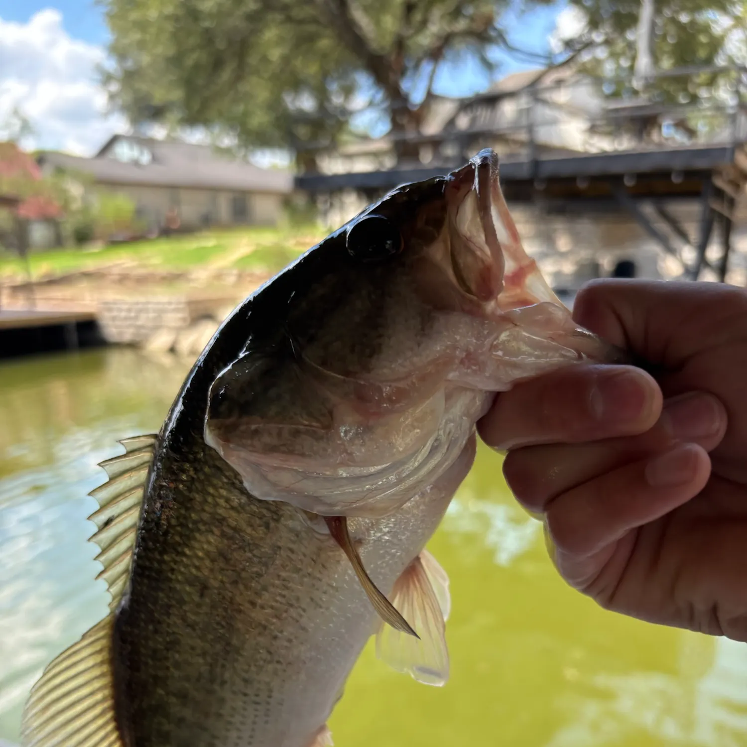 Fish caught on Fishbrain