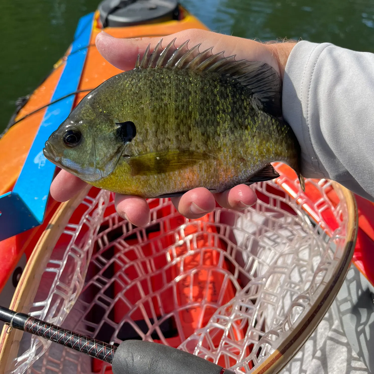 Bluegill caught on Fishbrain