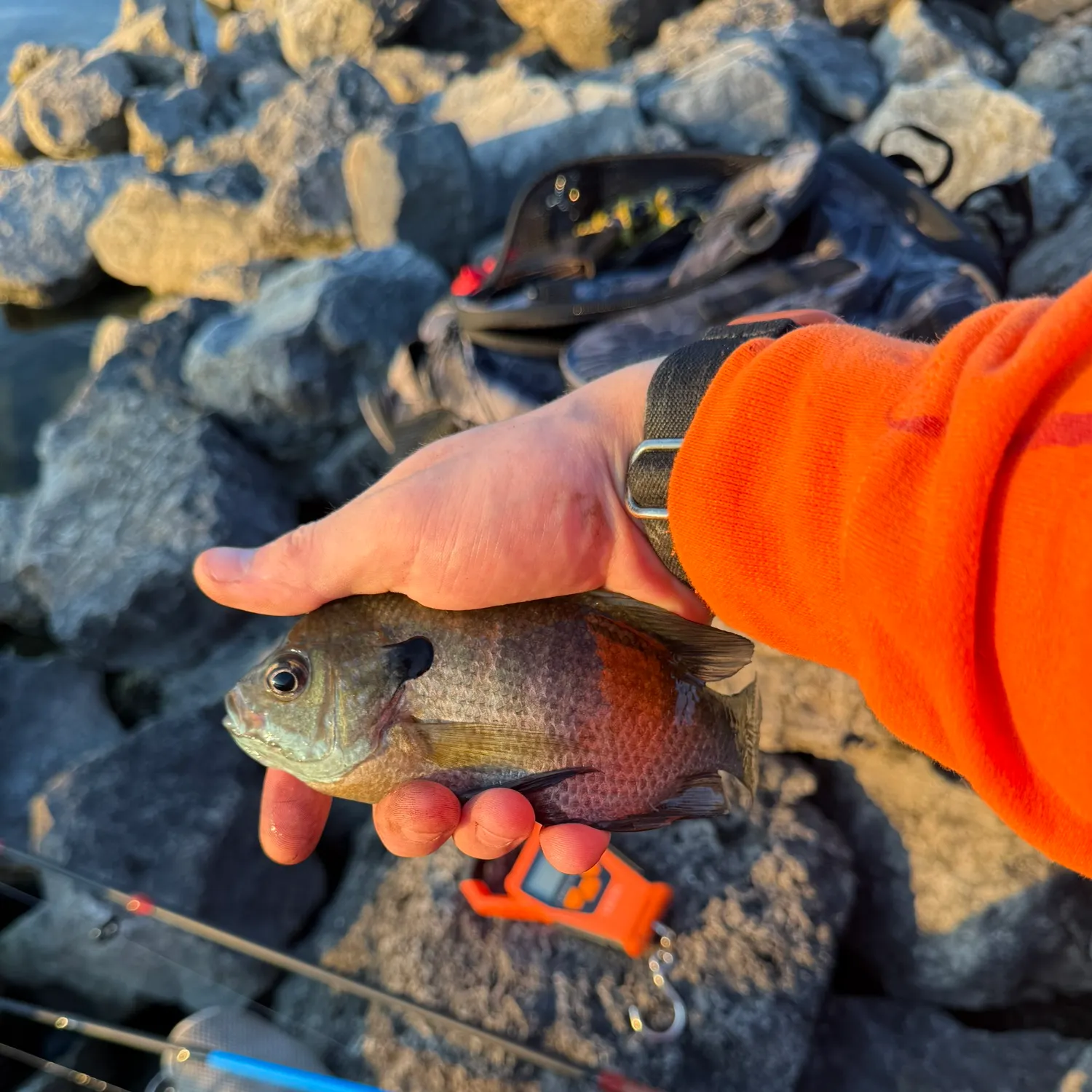 Bluegill caught on Fishbrain