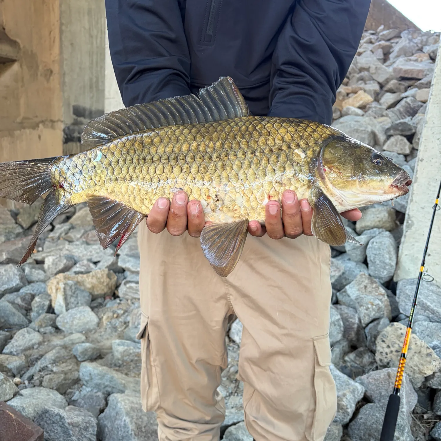 Common carp caught on Fishbrain