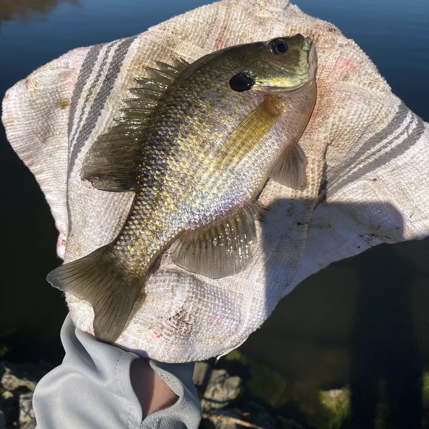 Bluegill caught on Fishbrain