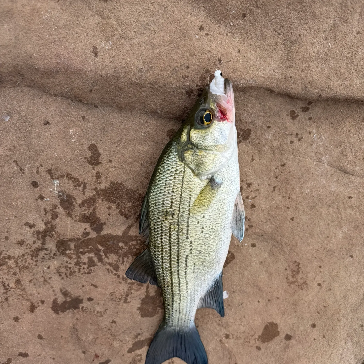 White bass caught on Fishbrain
