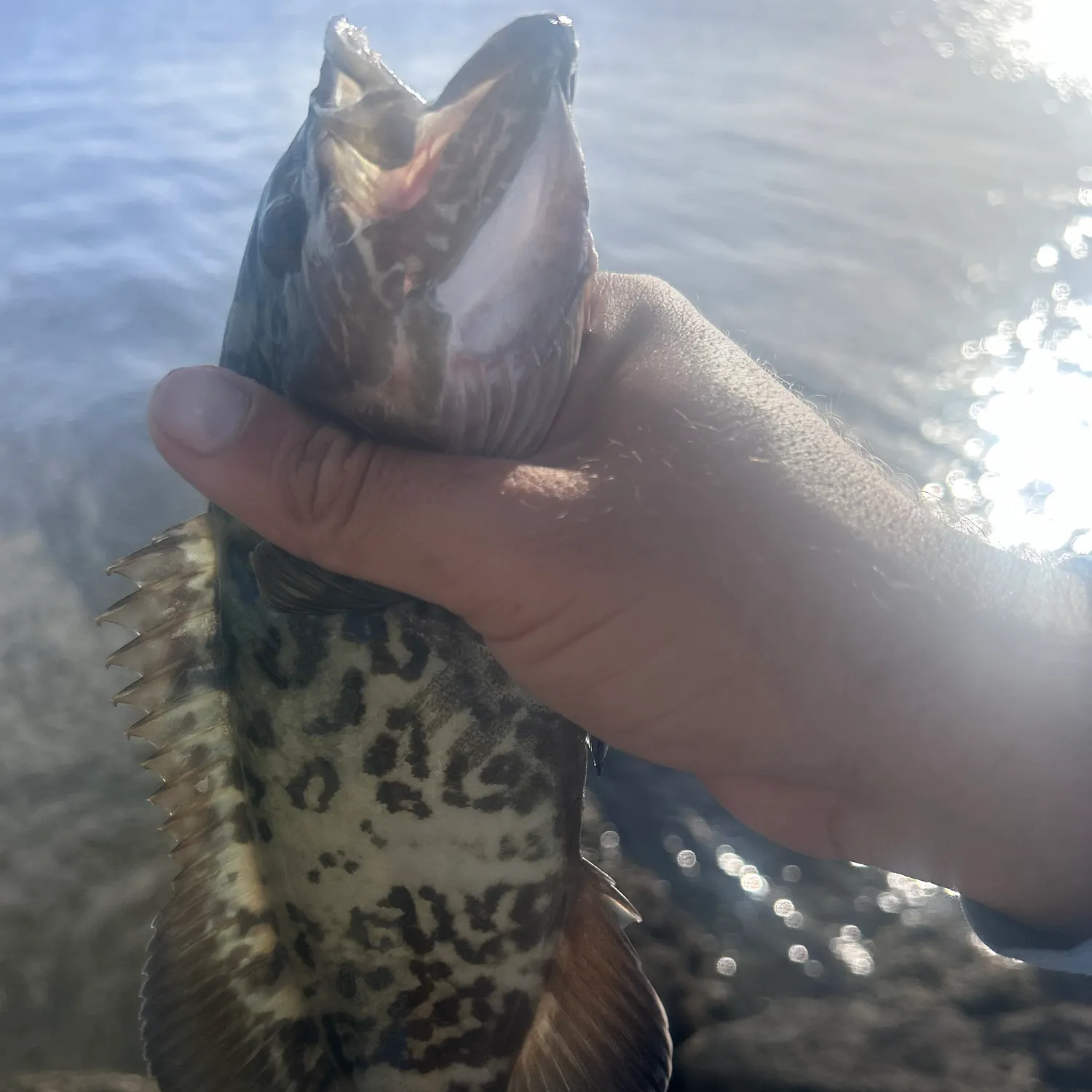 The most recent Gag grouper catches on Fishbrain