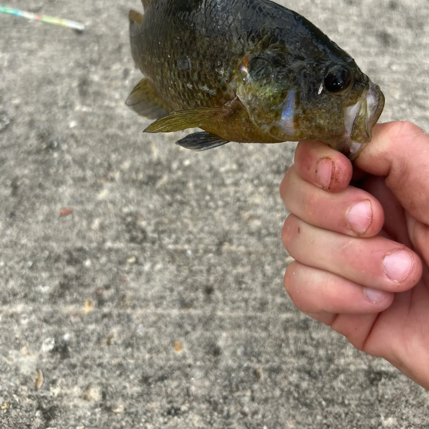 The most recent Green sunfish catches on Fishbrain