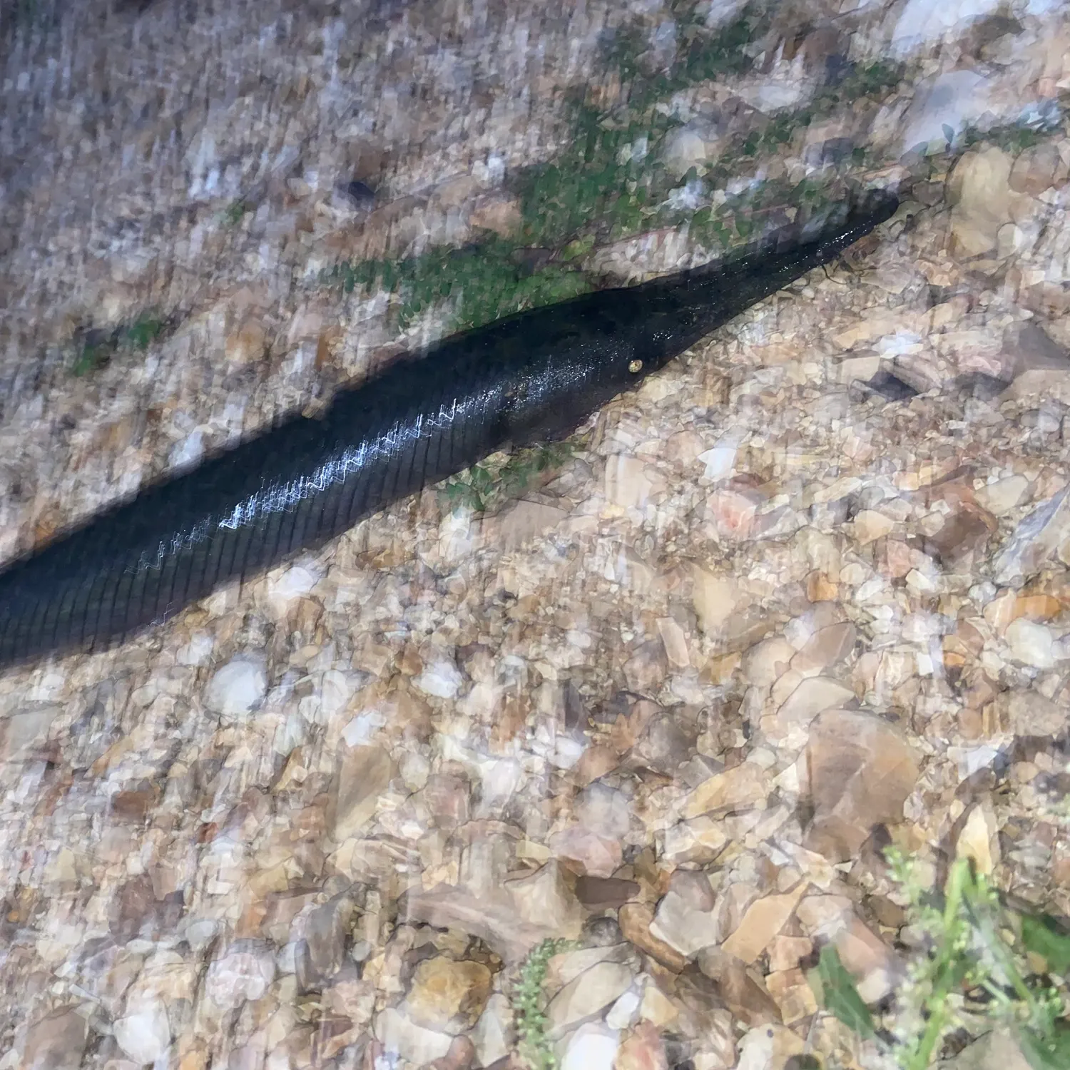Shortnose gar caught on Fishbrain