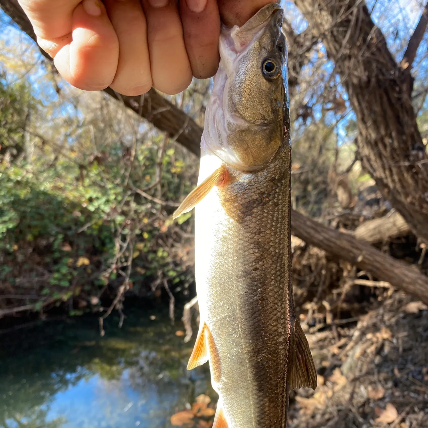The most recent Sacramento pikeminnow catches on Fishbrain