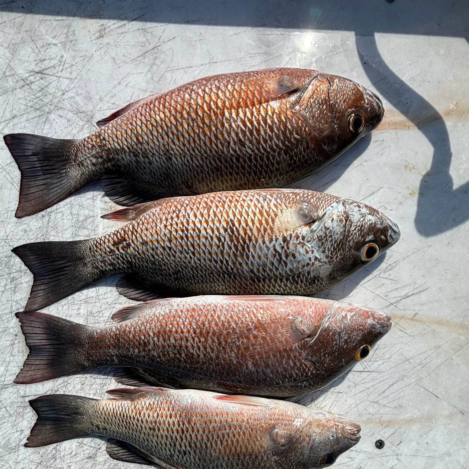 recently logged catches