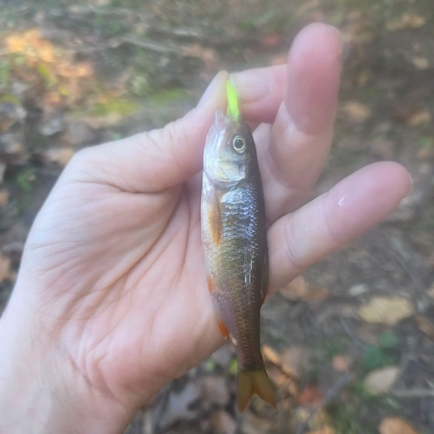 The most recent Common shiner catches on Fishbrain