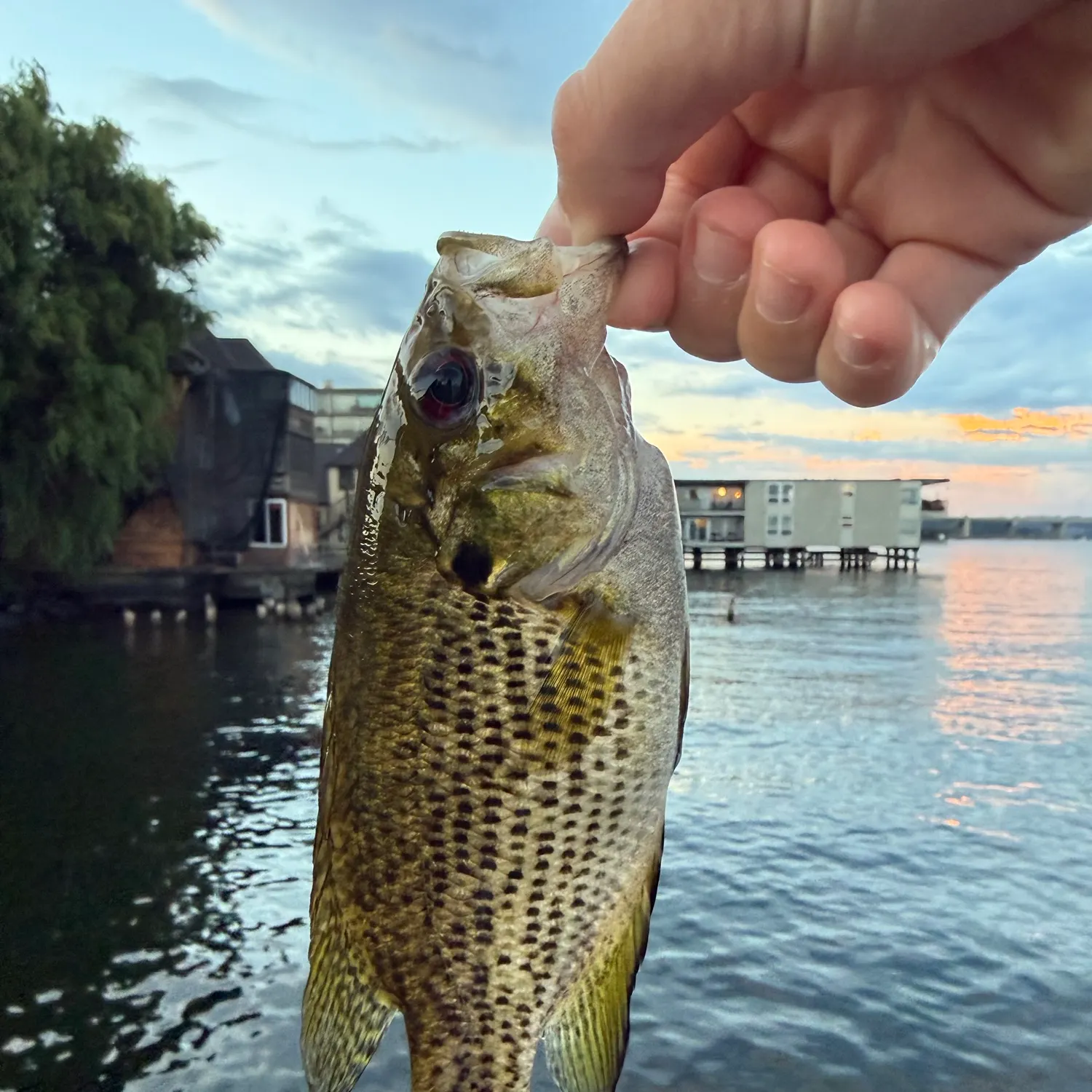 Rock bass caught on Fishbrain