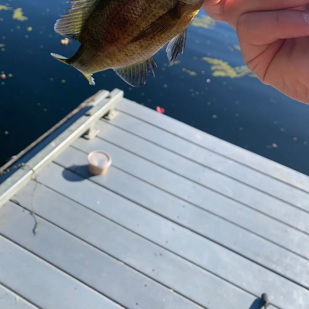 Bluegill caught on Fishbrain