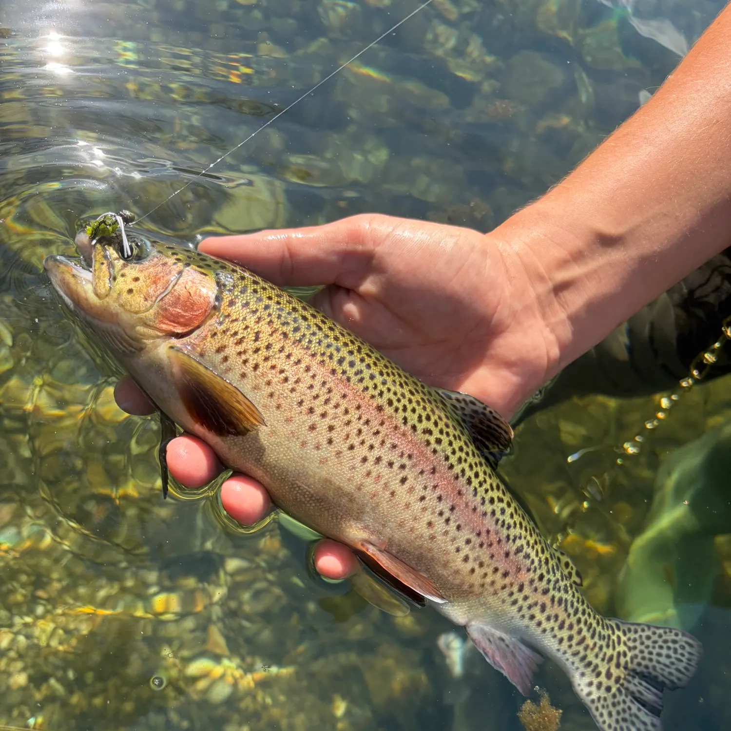 Rainbow trout caught on Fishbrain