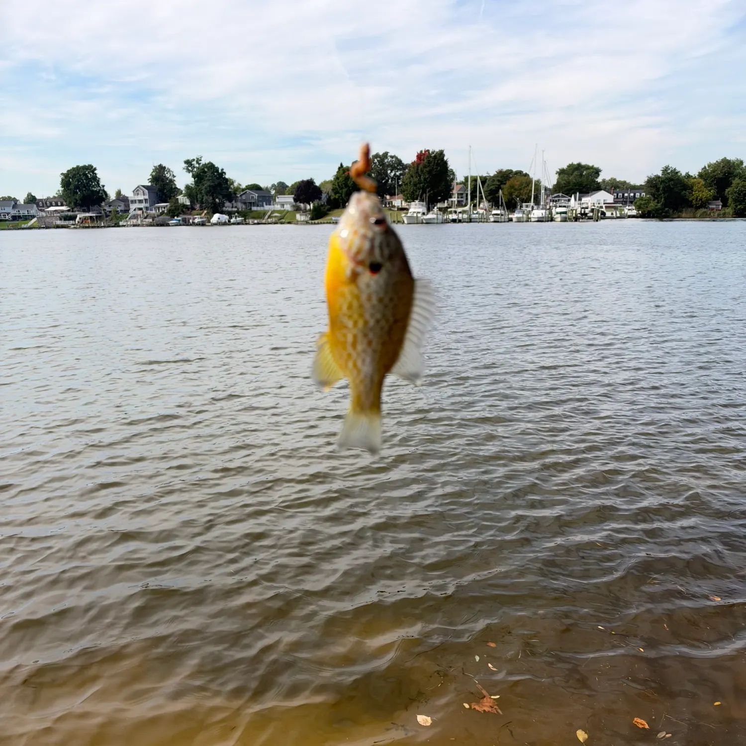 Bluegill caught on Fishbrain
