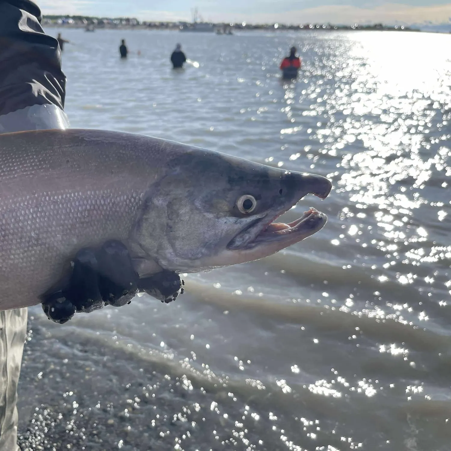 Sockeye salmon caught on Fishbrain