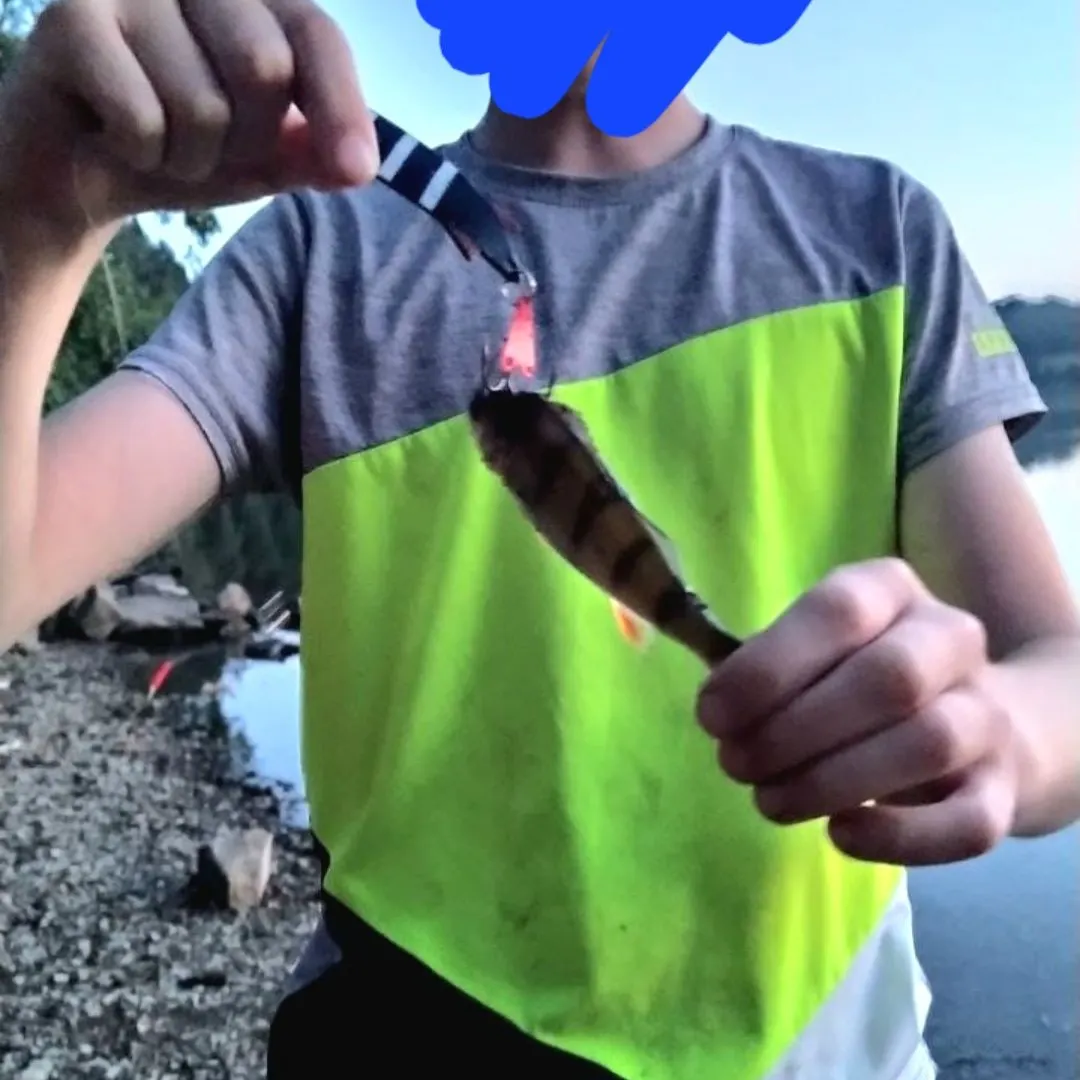 European perch caught on Fishbrain