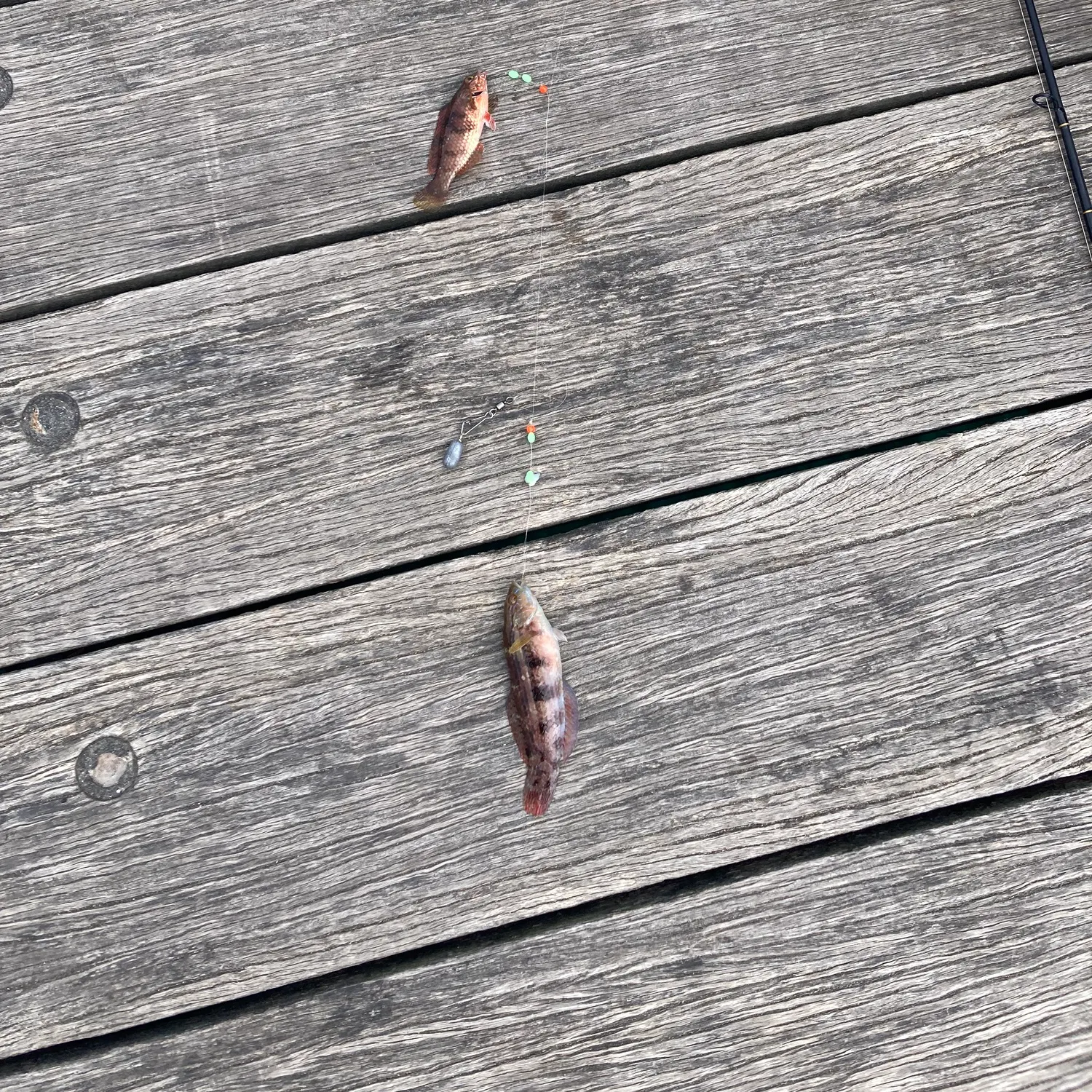 recently logged catches