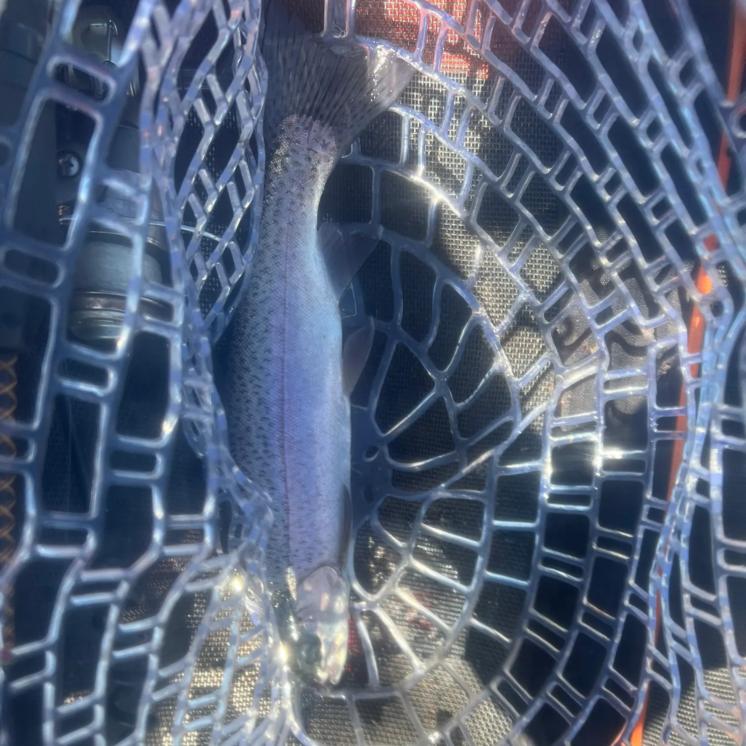 Rainbow trout caught on Fishbrain