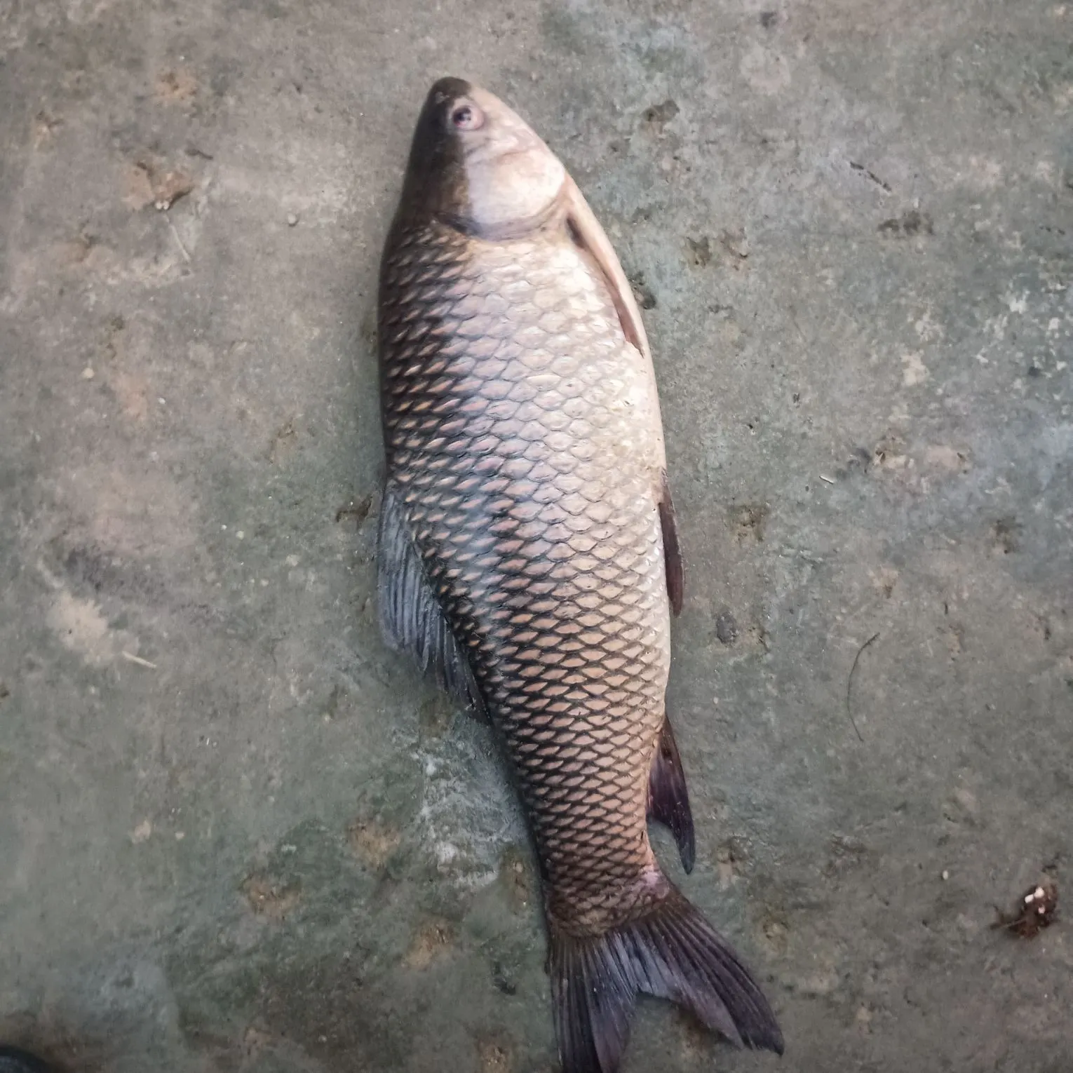 The most recent Rohu carp catches on Fishbrain