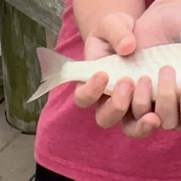 Spot croaker caught on Fishbrain