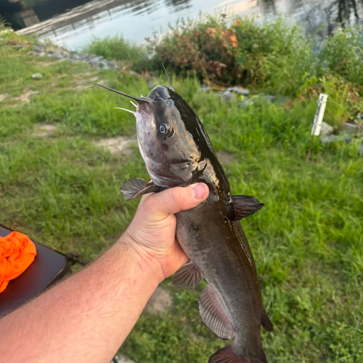 Channel catfish caught on Fishbrain