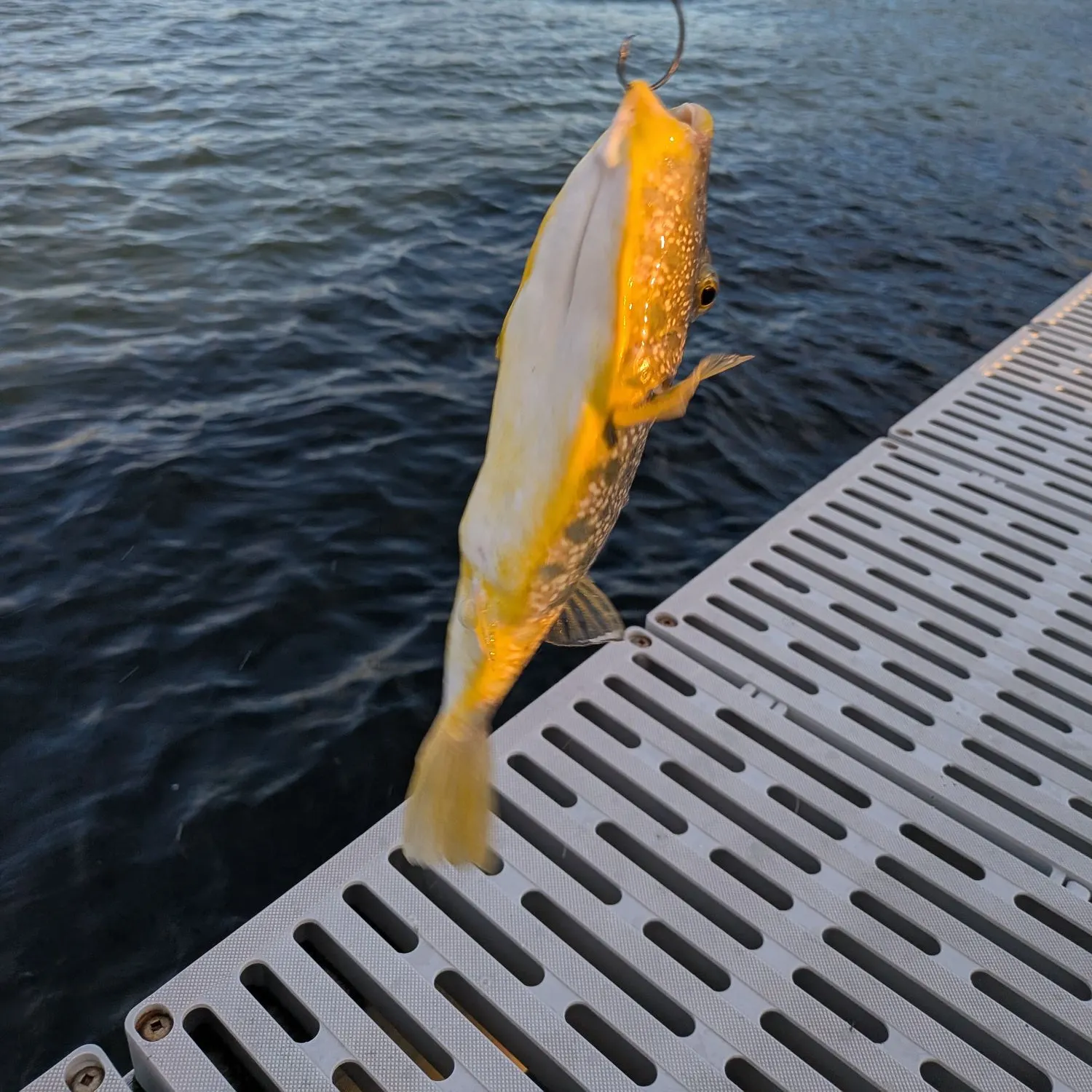 Southern puffer caught on Fishbrain