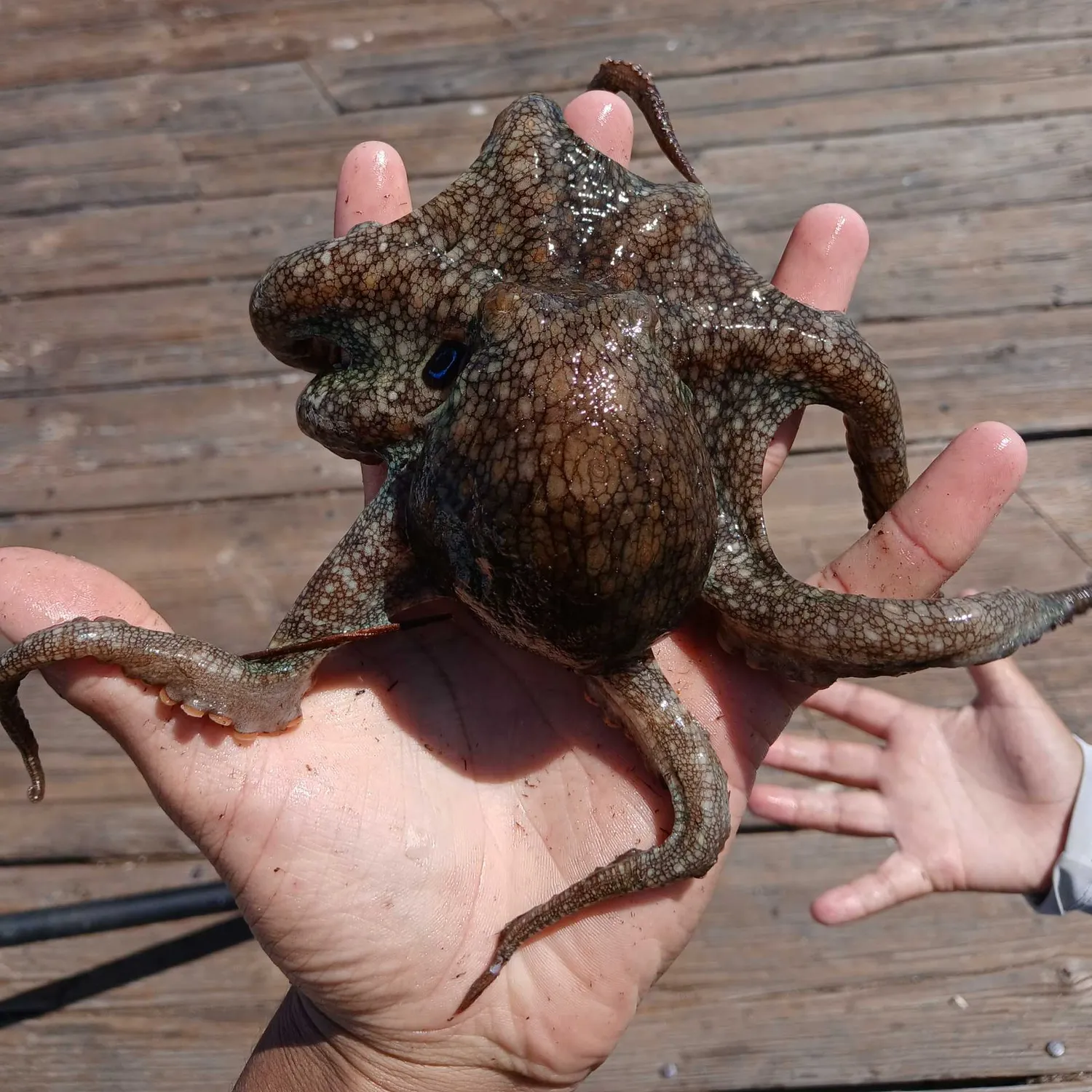 The most recent Common octopus catches on Fishbrain