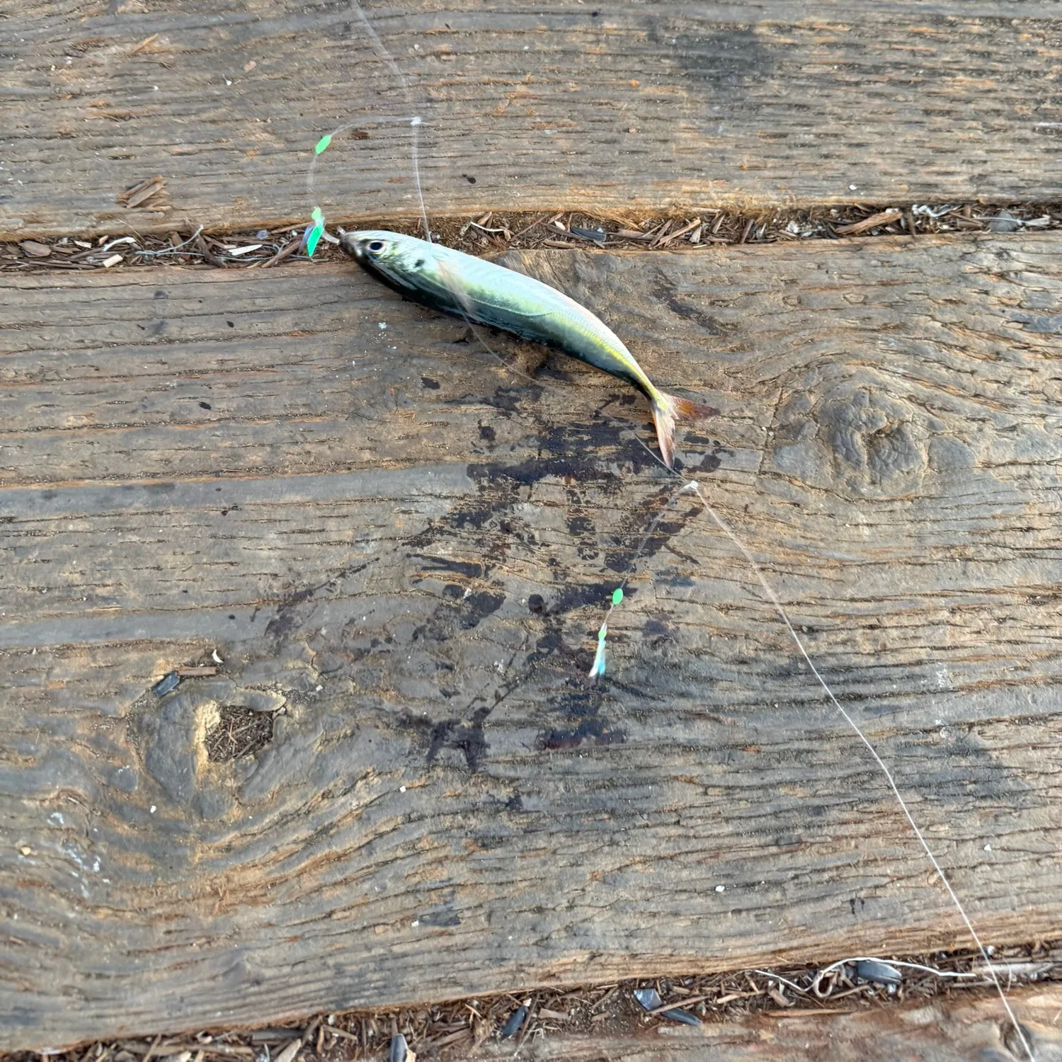 Atlantic mackerel caught on Fishbrain