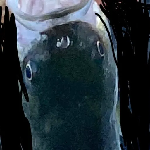 Striped bass caught on Fishbrain