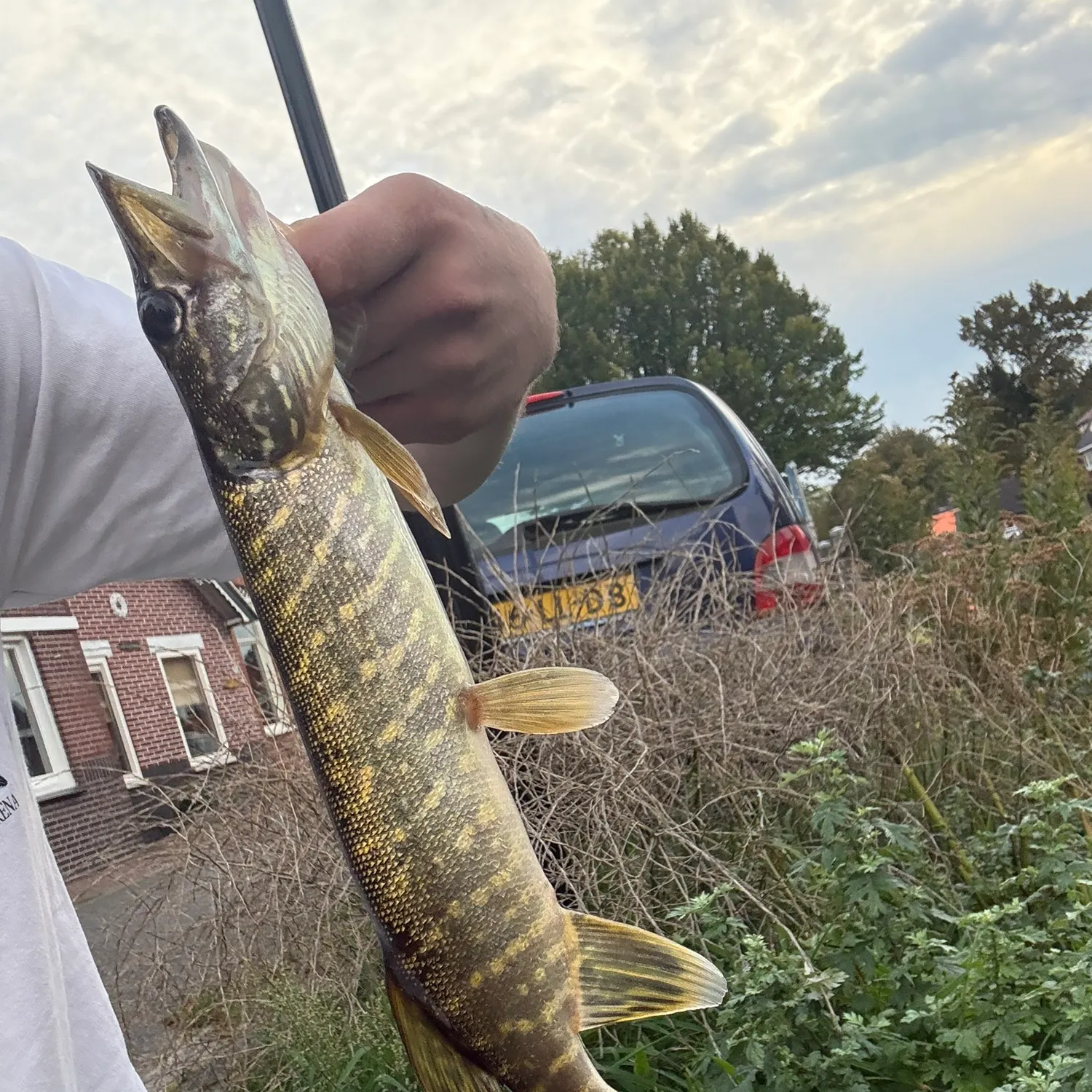 Northern pike caught on Fishbrain