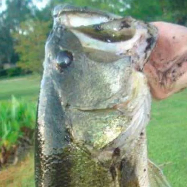 Fish caught on Fishbrain